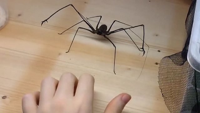 最像怪兽电影里的生物——巨型鞭蛛，用手抓我敬你是个狼人！