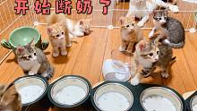 六只小猫开始断奶，排排饭吃起来