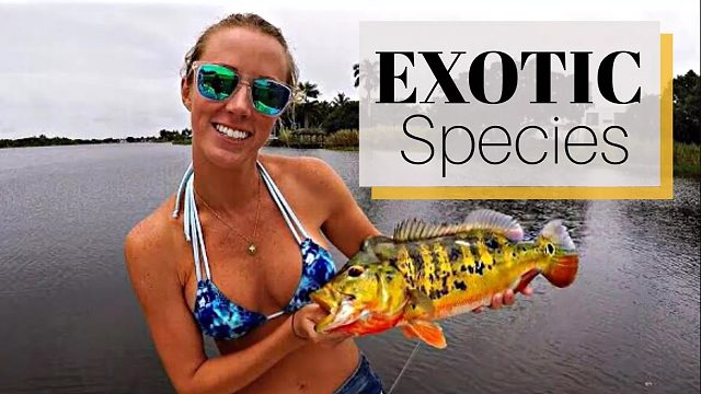 好漂亮的鱼哦！