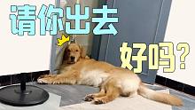 金毛簡(jiǎn)直無法溝通??！我該怎么辦?。?/></span><div   id=
