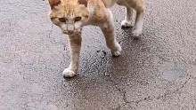 两只猫会打起来吗