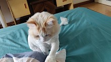 一觉睡醒发现床上长猫了