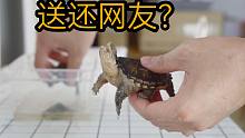 天天開箱網(wǎng)友送來的龜，今天給網(wǎng)友送回去一只！