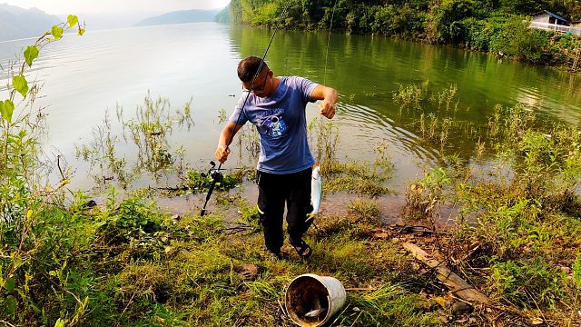 初秋清晨野钓，秘密标点鱼口异常疯狂，连续弯弓有点招架不住