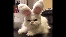 ╯^╰