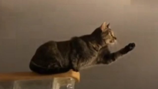 猫咪如何催促上菜