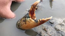 红树林海沟边发现大货，阿兴狂抓大青蟹，要发财了