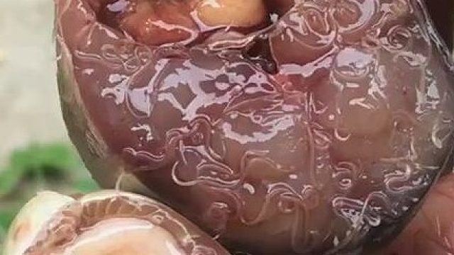 什么鱼这么多寄生虫