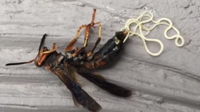 原来大黄蜂也会感染铁线虫，居然还是白色的！