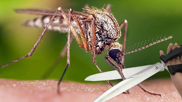 把蚊子吸血的口器割断会如何？