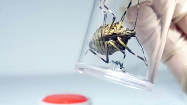 残忍！把蚊子和臭屁虫放到一起，结果