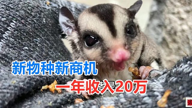 外国入侵新物种，却是很好养殖路子，一只卖500块，年入20万容易