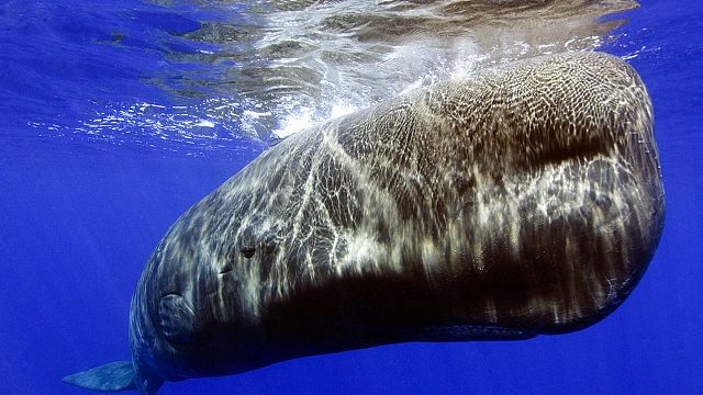 【经典战役Top250】（上）屌丝谜团逆袭前传~~~