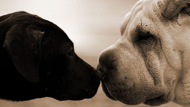 【水友精彩Showtime】（上）“三品锦衣卫”敌法逆势勇肩重担、稳健翻盘~~中间怒怼路人毛猴~~~