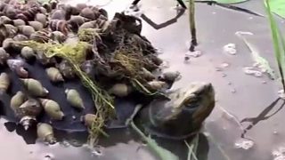 密集恐惧症撤离！长满了螺蛳的湖龟，令人反胃！