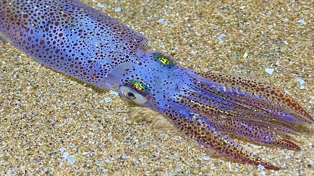 二强赶海，抓到搁浅的小海兔，发现它的生命力特别顽强