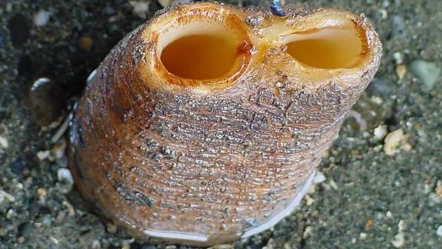 二强赶海，深夜在沙滩上挖到象拔蚌，还收获了大蛏王