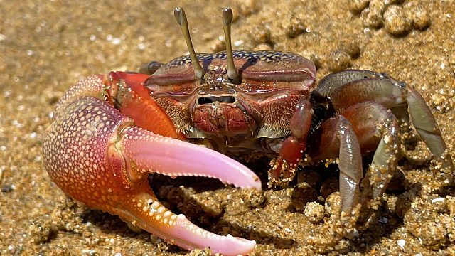 二强赶海，在礁石区发现打洞的招潮蟹，它为了逃跑把腿都放弃了