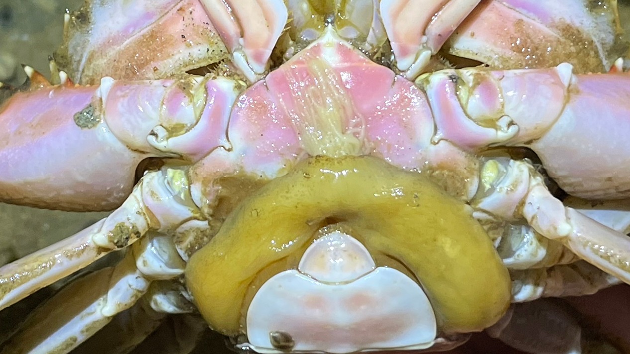 欢迎来到二强赶海的直播间