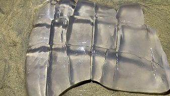 二強(qiáng)趕海戶外直播_二強(qiáng)趕海視頻直播 - 虎牙直播