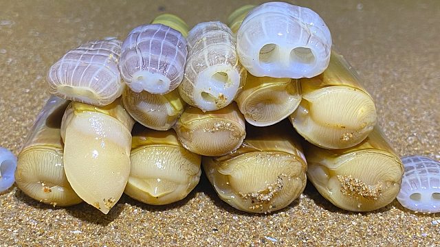 二强赶海，退潮后用铁铲挖到大蛏王，还收获小海兔