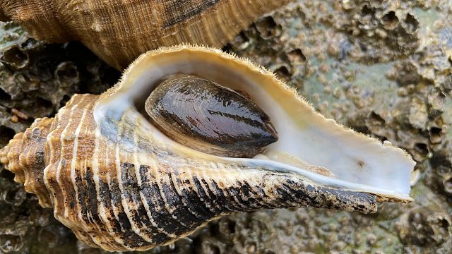 大海退潮后，二强在礁石区发现响螺，吃完肉还能做成小螺号