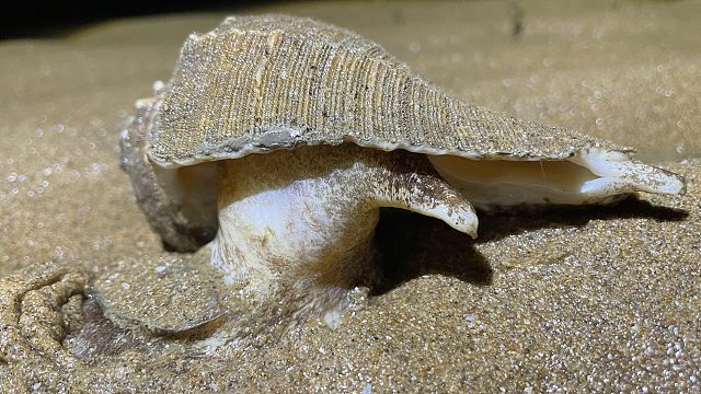 大海退潮后，二强深夜赶海在沙滩上捡到响螺，做个螺号挺不错