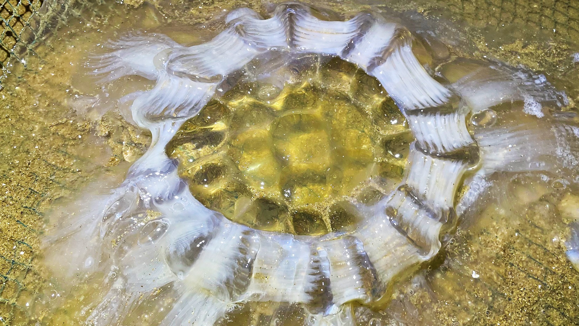 欢迎来到二强赶海的直播间