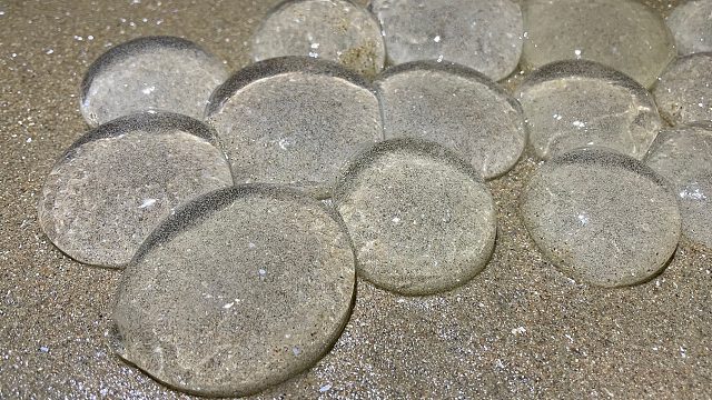 大海退潮后，二强在围网中成功解救泥螺卵，还收获钢针鱼