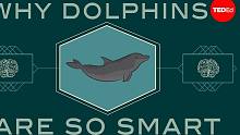 【TED科普】海豚有多聪敏？（中英字幕）