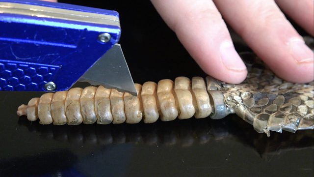 响尾蛇的响环里有什么？