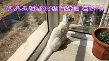 窗外的誘惑:你家貓有對外面世界充滿好奇嗎？