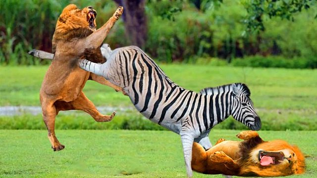 斑马“后蹬腿”有多厉害？直接一脚踢废狮子，自然界的打斗太刺激