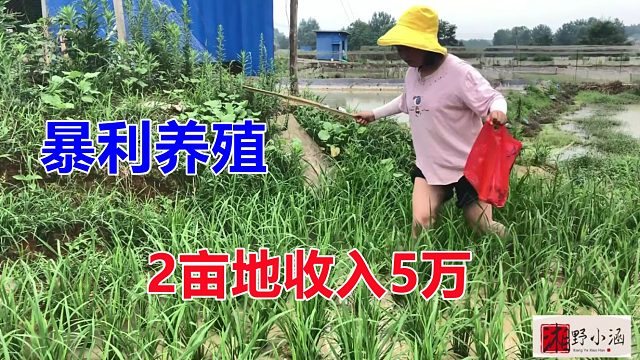 暴利养殖，2亩收入5万，不料养殖地惨遭“毒手”，拿鞭炮去炸解恨