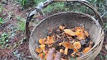 50一斤的枞树菌，2小时不到收获7斤，今天要发财了