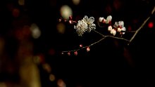 【鋼琴】暗香