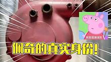 什么是佩奇？佩奇的真實(shí)身份！感動(dòng)萬(wàn)千家庭的豬？