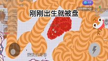 剛剛出生就被盤住，小紅太可憐