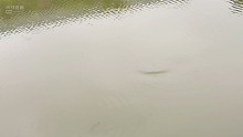 上鲤鱼精彩瞬间
