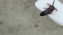 撿了個(gè)不明生物
