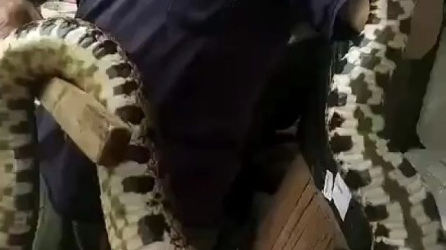 巨型五步蛇，这五步蛇得七八斤