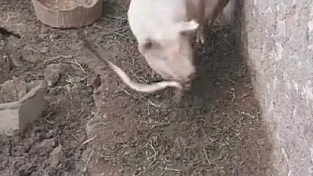 蛇：这辈子没想到会被只猪弄死