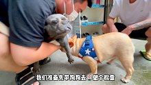 情侶分手后，懷孕的斗牛無家可歸。