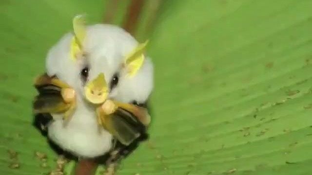 洪都拉斯白蝙蝠