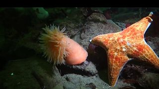 派大星來了，海葵“拔腿就跑”！