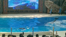 海豚表演