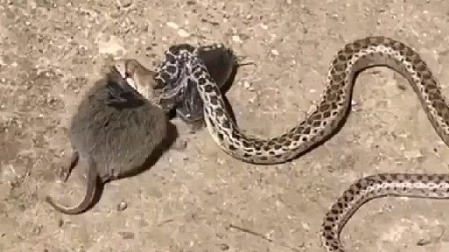 活久见！不屈老鼠和蛇来个鱼死网破