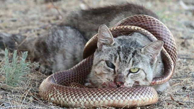 猫蛇大战 传说中的龙虎斗