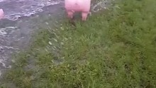 我有你洗澡的視頻哦～