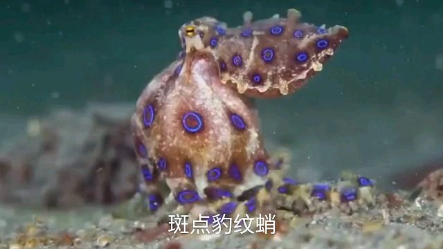 斑点豹纹蛸  最致命的海洋生物之一，一只就可以让26人死亡，对于它的毒素至今没有抗毒血清